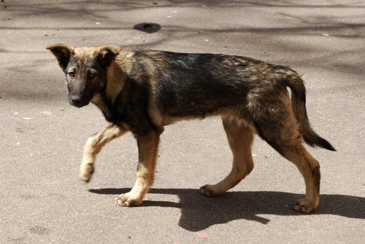 Бездомная собака. Архивное фото: pxhere.com.