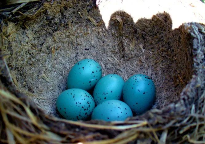 Есть и другие птицы, помимо дроздов, которые откладывают яркие яйца.