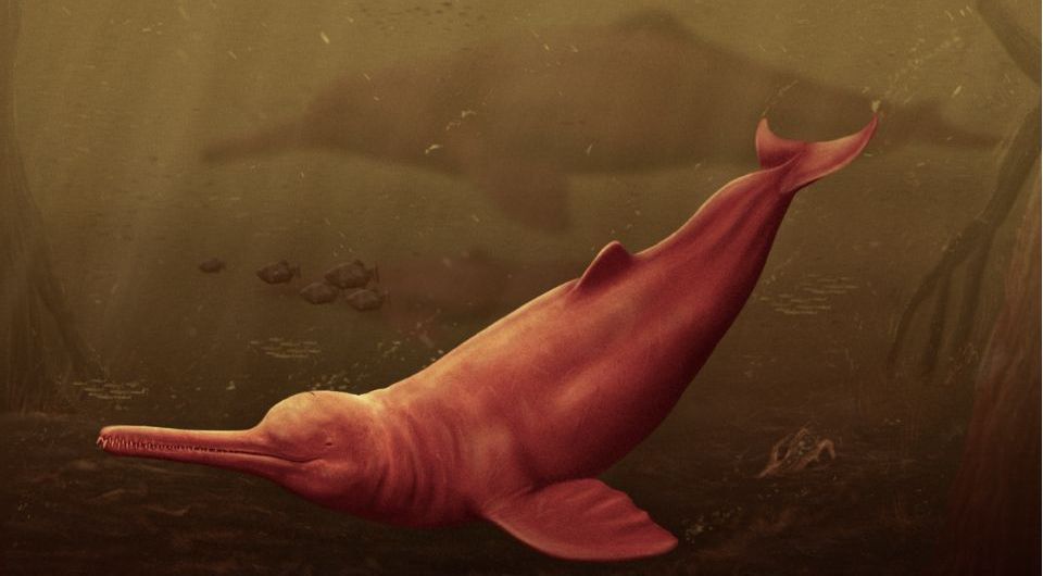 Пресноводный дельфин Pebanista yacuruna в представлении художника. Иллюстрация: Gabriel Aguirre-Fernández et al. / Science Advances, 2024.