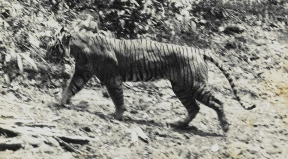 Яванский тигр (Panthera tigris sondaica) на полуострове Уджунг-Кулон, 1938 год. Фото: Andries Hoogerwerf / Wikimedia Commons / Public Domain.