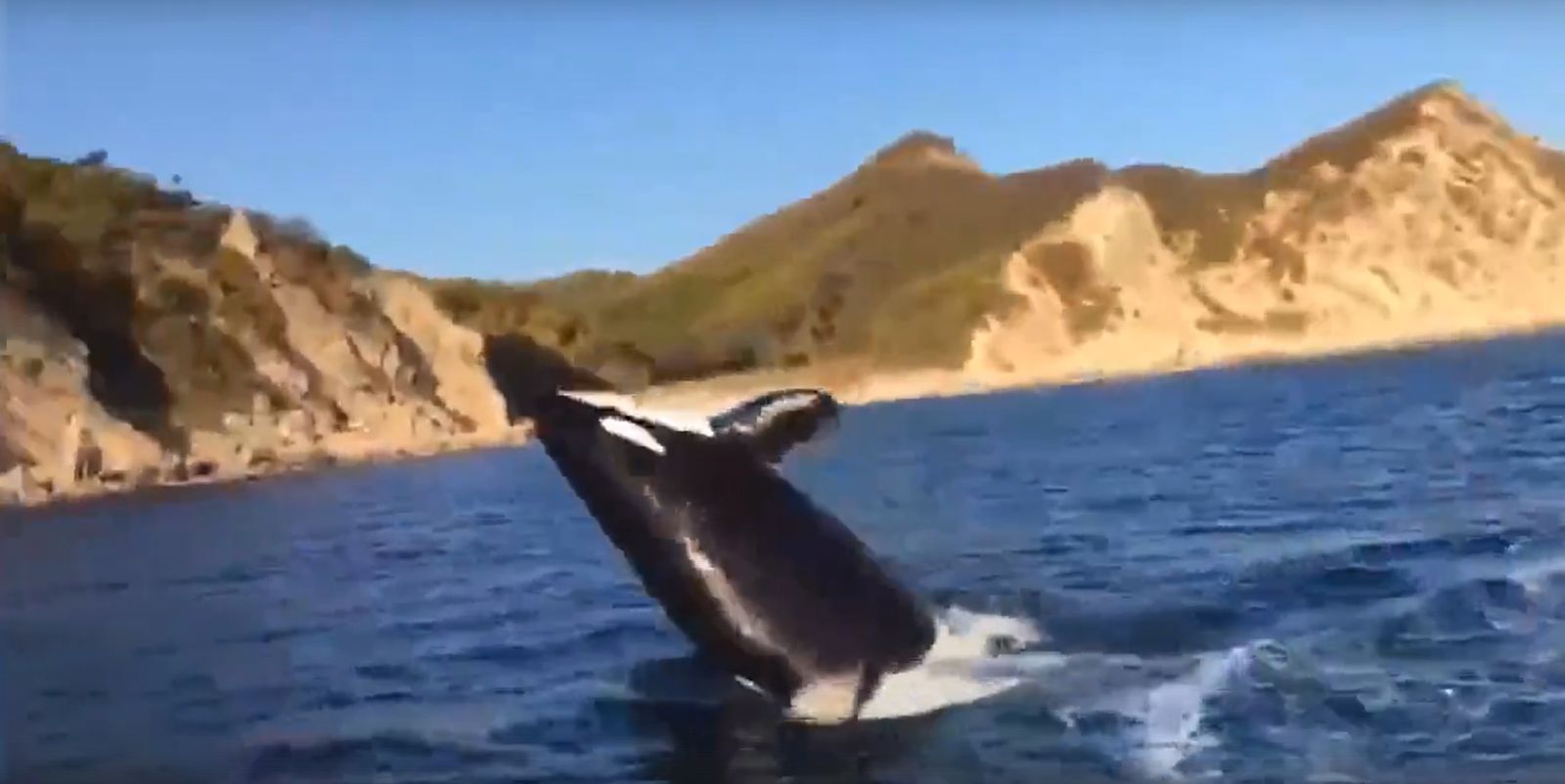 Игрища китов удалось заснять с близкого расстояния. Кадр из видео.