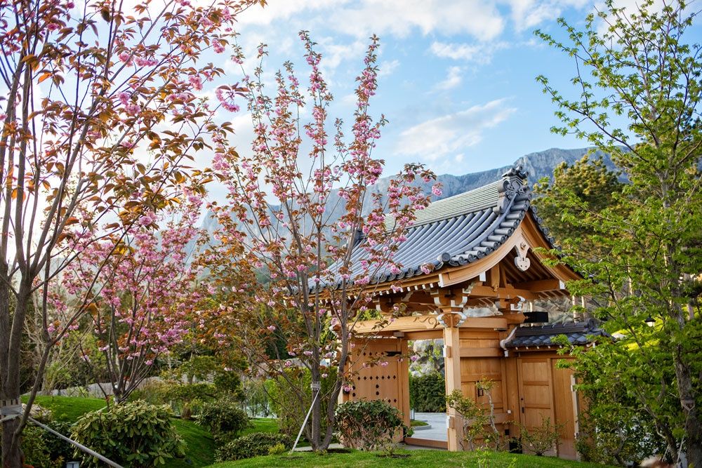 Сакура - декоративное дерево семейства сливовых, особо почитаемое в японской культуре.
