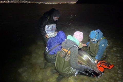 Сотрудники центра спасения дельфинов и волонтеры спасли от сетей и болезней 26 животных. Фото: Научно-экологический Центр спасения дельфинов.