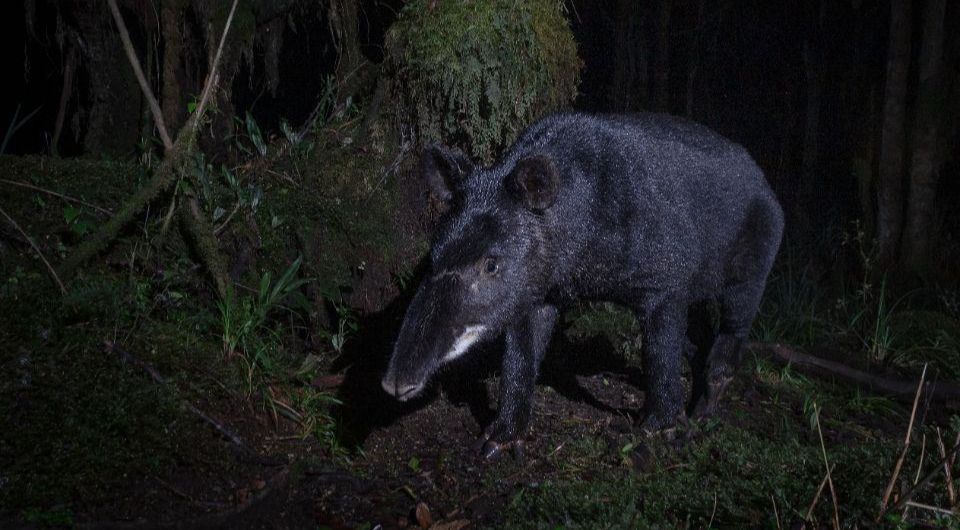 Горный тапир (Tapirus pinchaque). Фото: Camilo Botero / CC-BY 4.0.