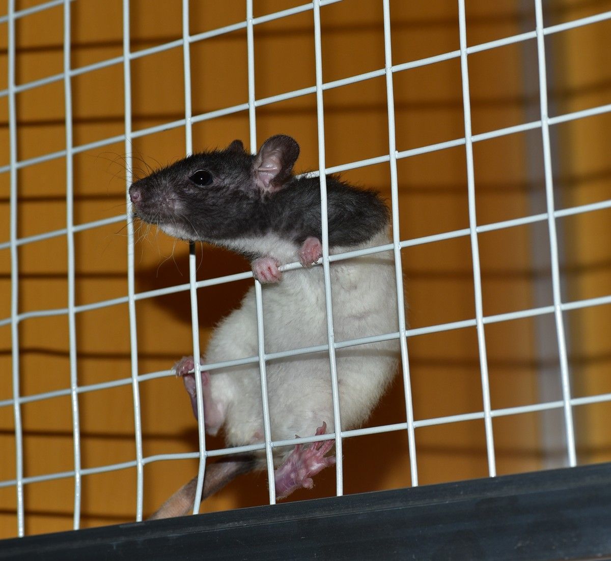 Сегодня уже по всему миру активно развивается движение против экспериментов и опытов над лабораторными животными. 