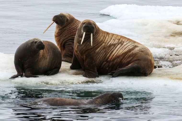 В этом году ученые намерены изучить кормовую базу моржей. Фото: Павел Львов/РИА Новости