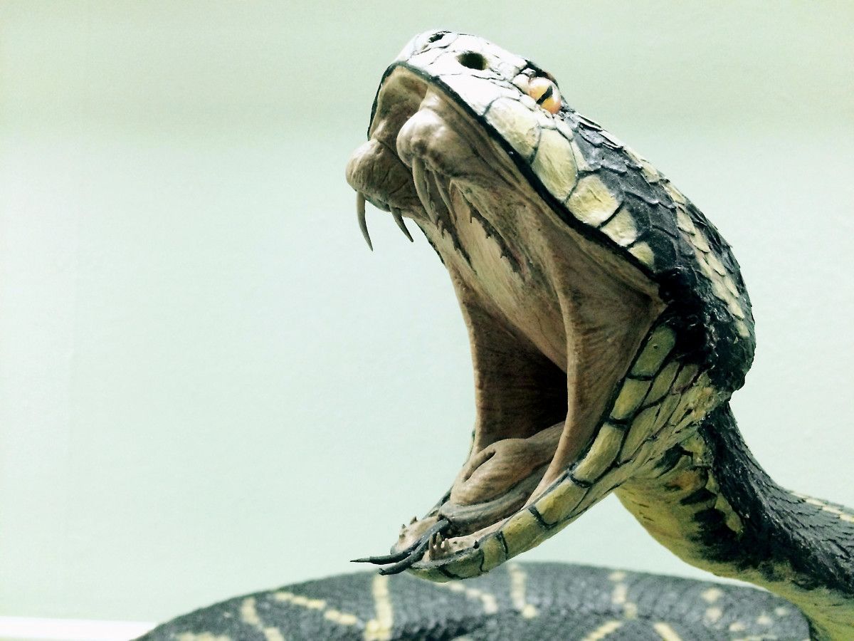 По оценкам ВОЗ ежегодно от 1,8 до 2,7 млн человек кусают ядовитые змеи