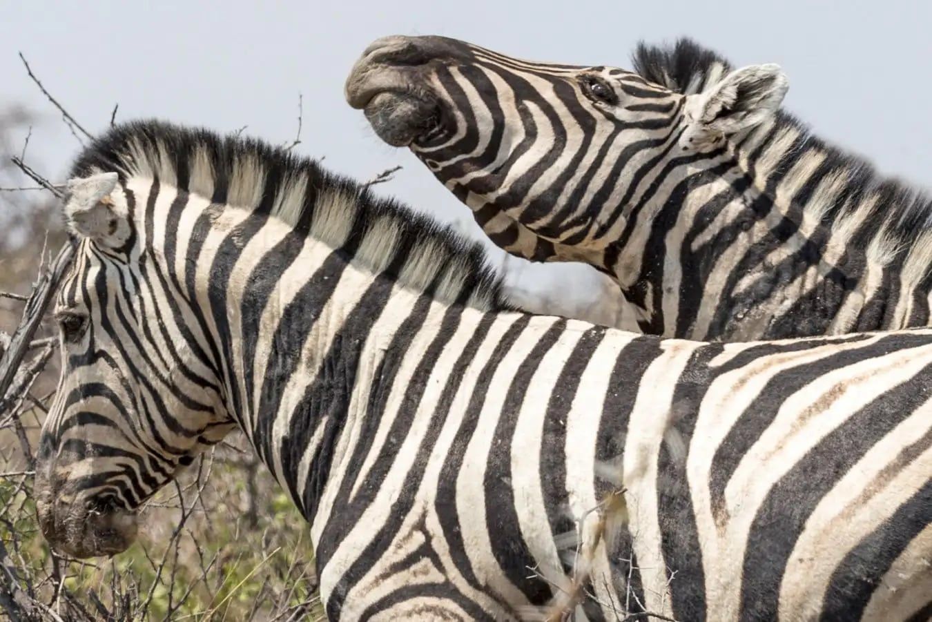 Команда биологов из США описала у зебр язык телодвижений, который, по-видимому, они используют для налаживания социального взаимодействия. Фото: Alamy, Martin Lindsay.