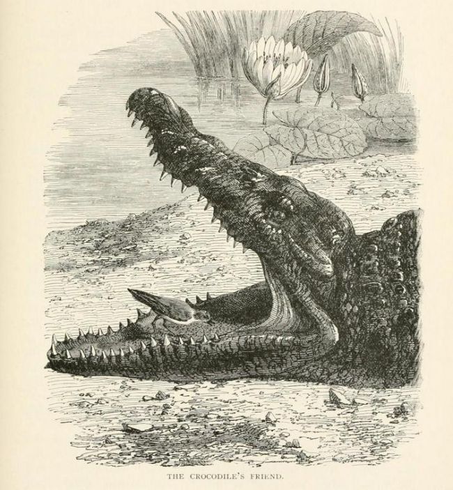 Рисунок: Henry Scherren из книги H. Scherren, 1895. Popular history of animals for young people.