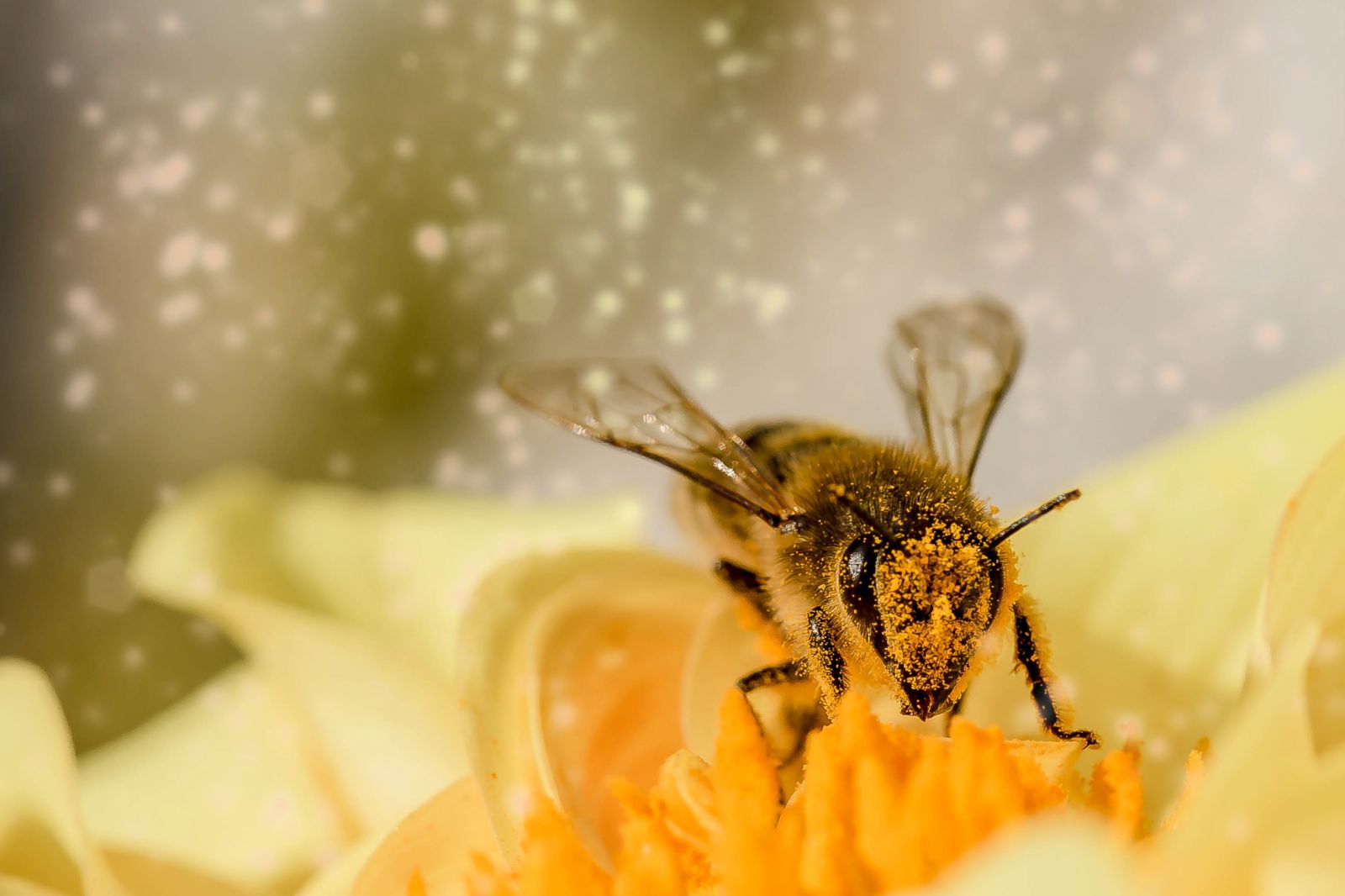 Учреждение праздника призвано подчеркнуть вклад медоносных пчёл в процессы опыления растений.