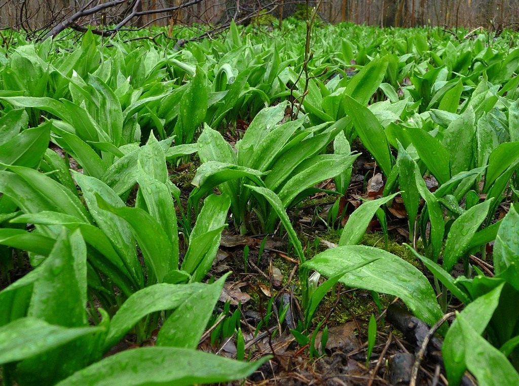 Черемша, или Лук медвежий (лат. Allium ursínum).