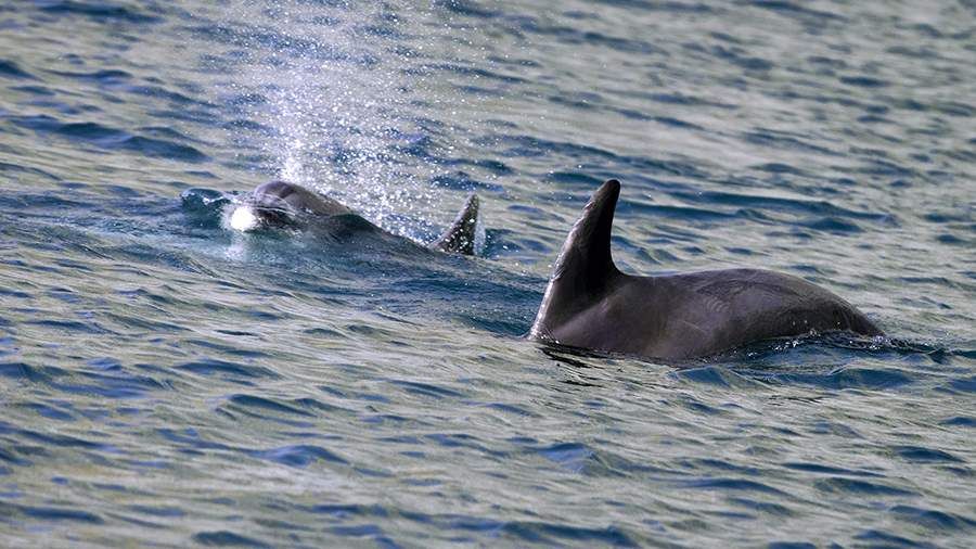 Сомнолог Бузунов рассказал, как дельфины избегают перерывов на сон. Фото: РИА Новости/Сергей Мальгавко