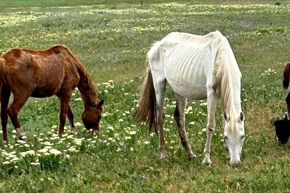 В таком состоянии лошадей уникальной терской породы обнаружили сотрудники Россельхознадзора. Фото: Северо-Кавказское межрегиональное управление Россельхознадзора.
