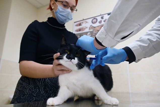 По предложению законодателей, за прививку коту его хозяину будет положен налоговый вычет. Фото: РИА Новости.