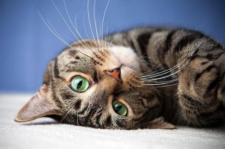 Американская короткошерстная кошка. Иллюстрация: Pinterest.