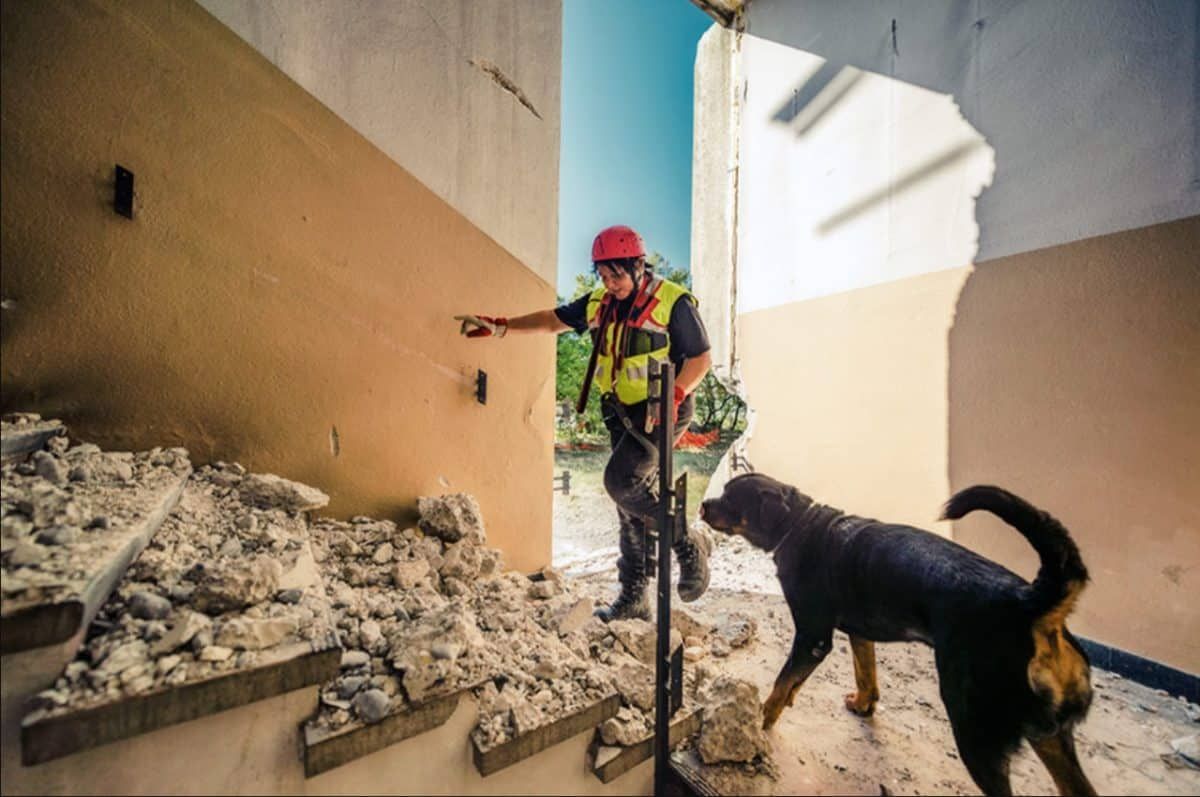 Поисково-спасательные собаки отыскивают людей, оказавшихся под завалами. Способности этих животных намного превосходят возможности роботизированных устройств. Фото: ISTOCK.COM, EGON69.