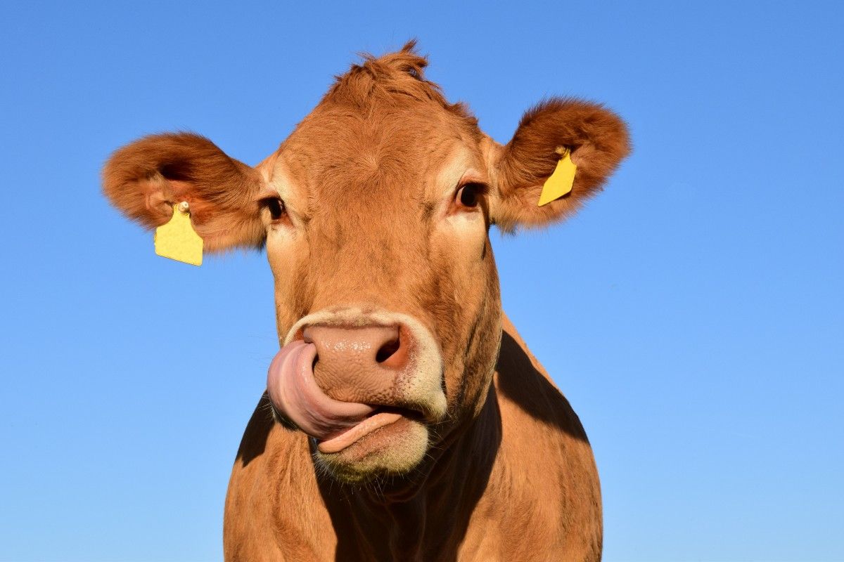 В кормовых добавках для коров и других животных в настоящее время  недостаточно витаминов.