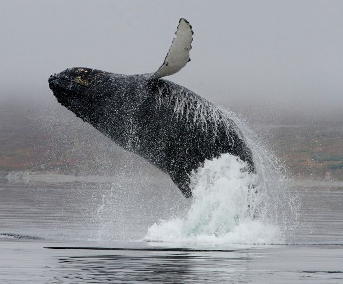 Эффектный прыжок горбатого кита. Фото: Ольга Титова