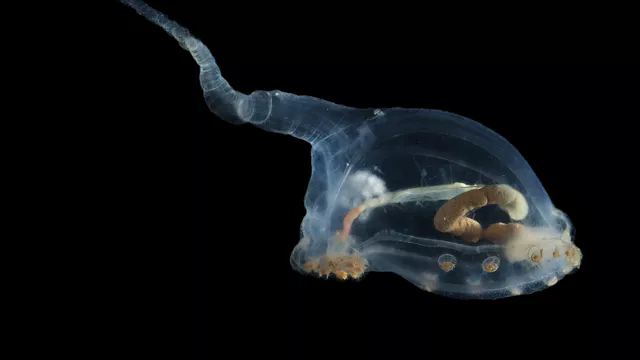 Прозрачный морской огурец, принадлежащий к семейству Elpidiidae. Фото: SMARTEX/NHM/NOC.