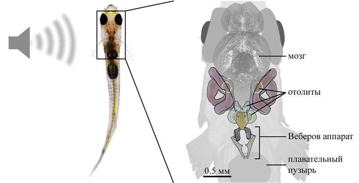 Рыбка Danionella cerebrum и ее слуховой орган.