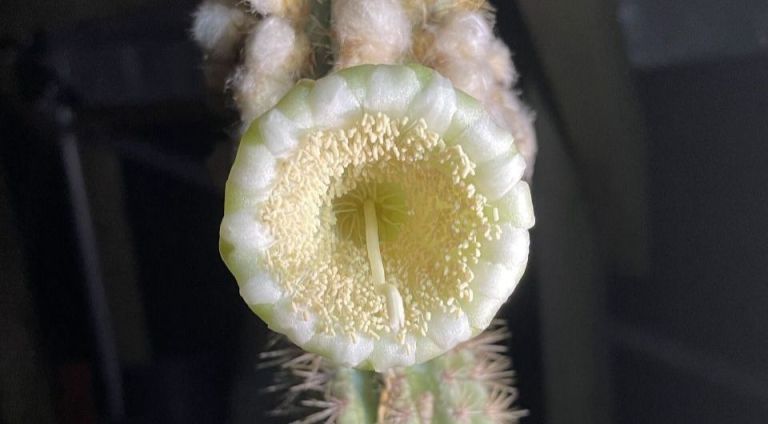 Пилозорецеус Миллспо (Pilosocereus millspaughii). Фото: Jennifer Possley et al./ Journal of the Botanical Research Institute of Texas, 2024.