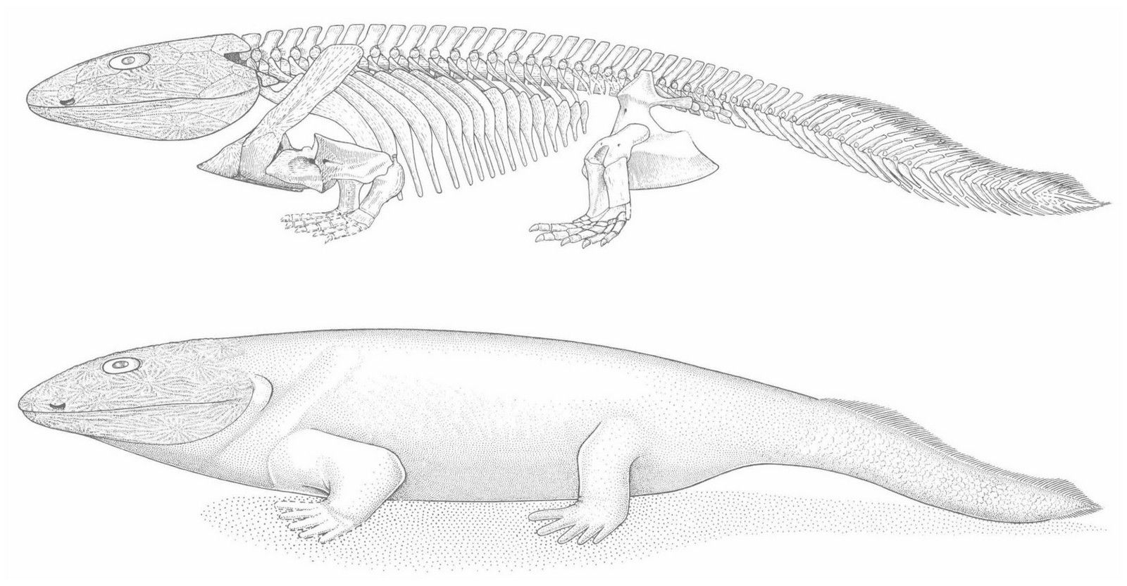 Рисунок из книги E. Jarvik, 1980. Basic structure and evolution of vertebrates.