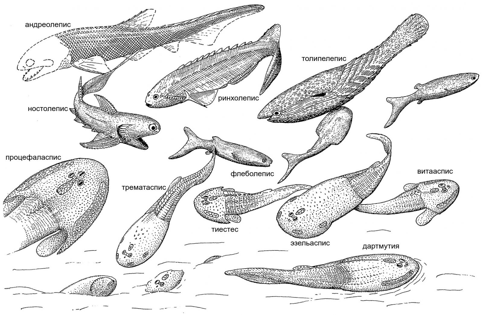 Иллюстрация: P. Janvier, 1996 / Early vertebrates.