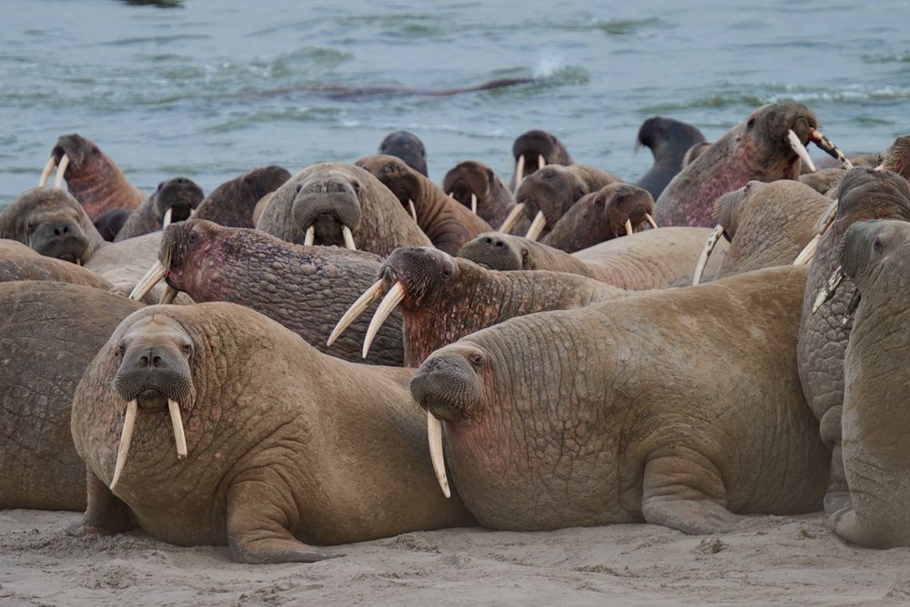 В 2019 году на берег Карского моря вышло около 5000 моржей. Фото: Пресс-служба губернатора ЯНАО.