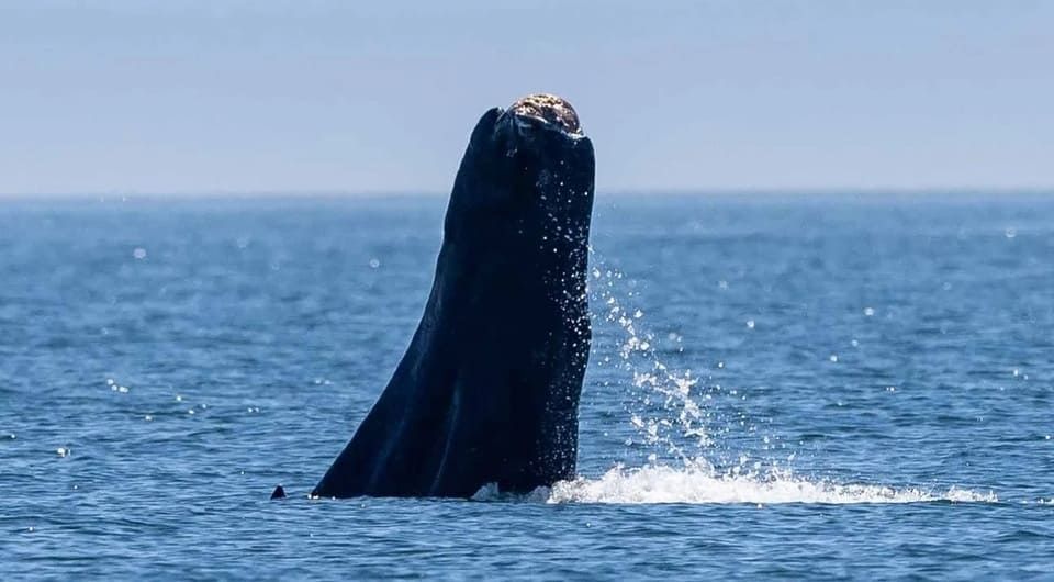 Хвост горбатого кита (Megaptera novaeangliae) без хвостового плавника. Фото: Spencer Fire / The Whale Museum.