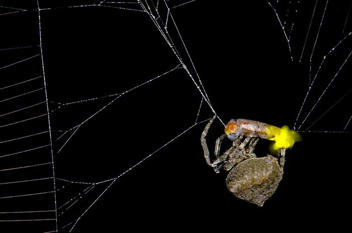 Крестовик Araneus ventricosus и самец Abscondita terminalis, светящийся одним «фонарём». Фото: Xinhua Fu, Huazhong Agricultural University