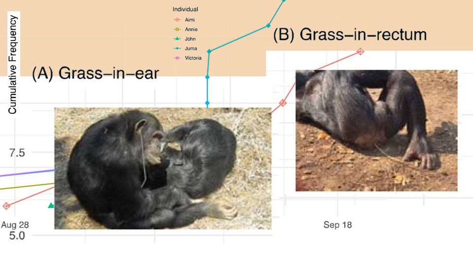 Фото: Edwin J. C. van Leeuwen et al. / bioRxiv, 2024.