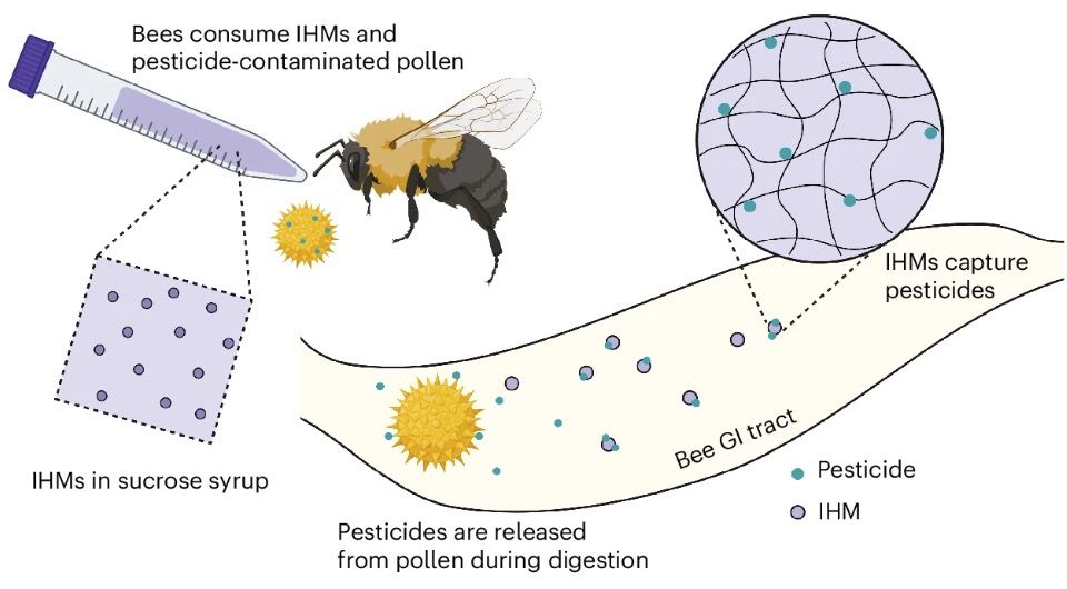 Фото: Julia Caserto et al. / Nature Sustainability, 2024.