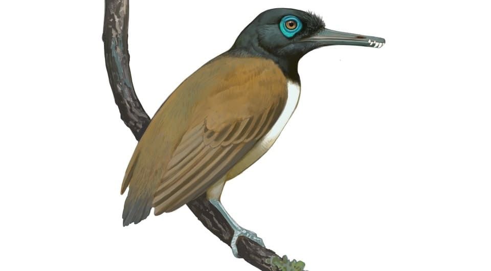 Энанциорнис Longipteryx chaoyangensis в представлении художника. Иллюстрация: Ville Sinkkonen / Field Museum.