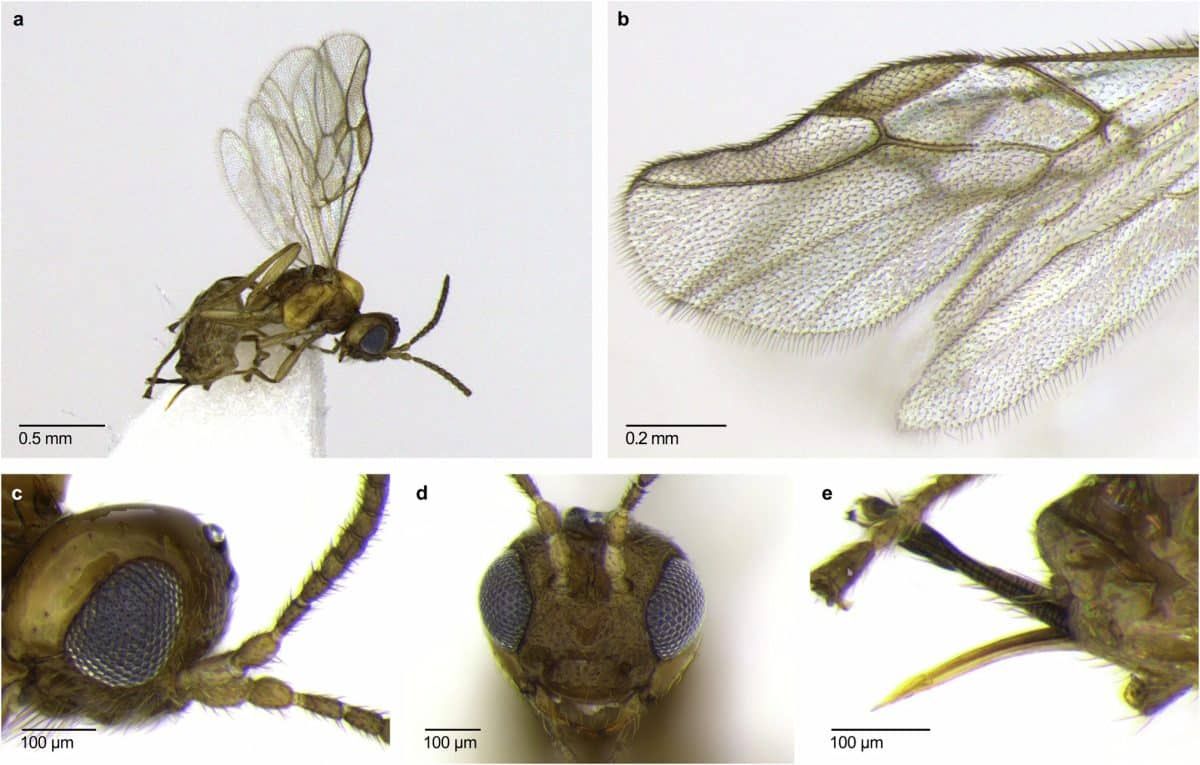 Строение нового вида ос Syntretus perlmani. (A) Боковой габитус, (B) жилкование передних и задних крыльев, (C) голова и антенномеры в профиль, (D) голова, (E) яйцеклад / © Nature, Logan D. Moore et al.