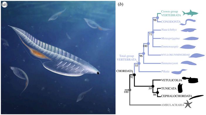 Nuucichthys: художественная реконструкция животного и его предполагаемое место на эволюционном древе. Иллюстрация из обсуждаемой статьи в Royal Society Open Science
