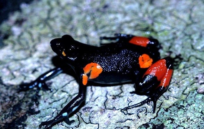 Mantella cowanii. Фото: Franco Andreon/CC BY-SA 2.5/Wikimedia Commons.