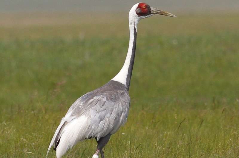 Фото: Wildlife Science and Conservation Center (WSCC) of Mongolia.