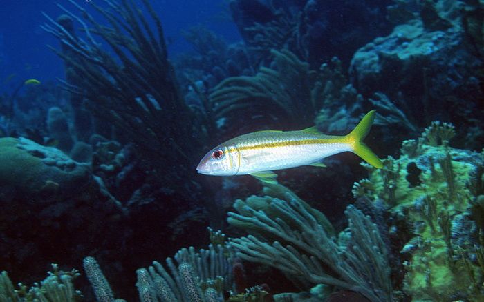 Барабуля Mulloidichthys martinicus – дополнительные «глаза» осьминога во время совместной охоты. Фото: Pauline Walsh Jacobson / Flickr.com