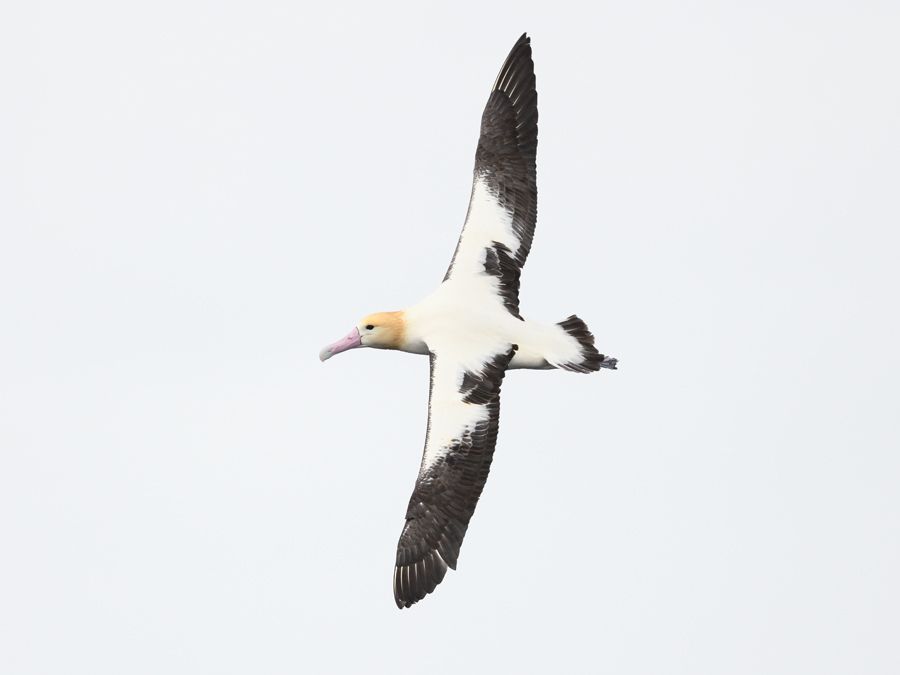 Фото с сайта seabirding-japan.com, апрель 2019 года.