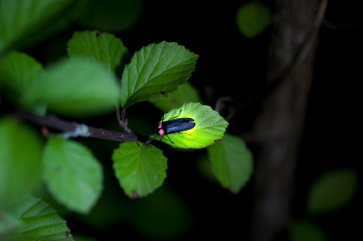 Современный представитель подсемейства Luciolinae, к которому относится найденный в янтаре светлячок. Фото: Shutterstock/Fotodom.ru.