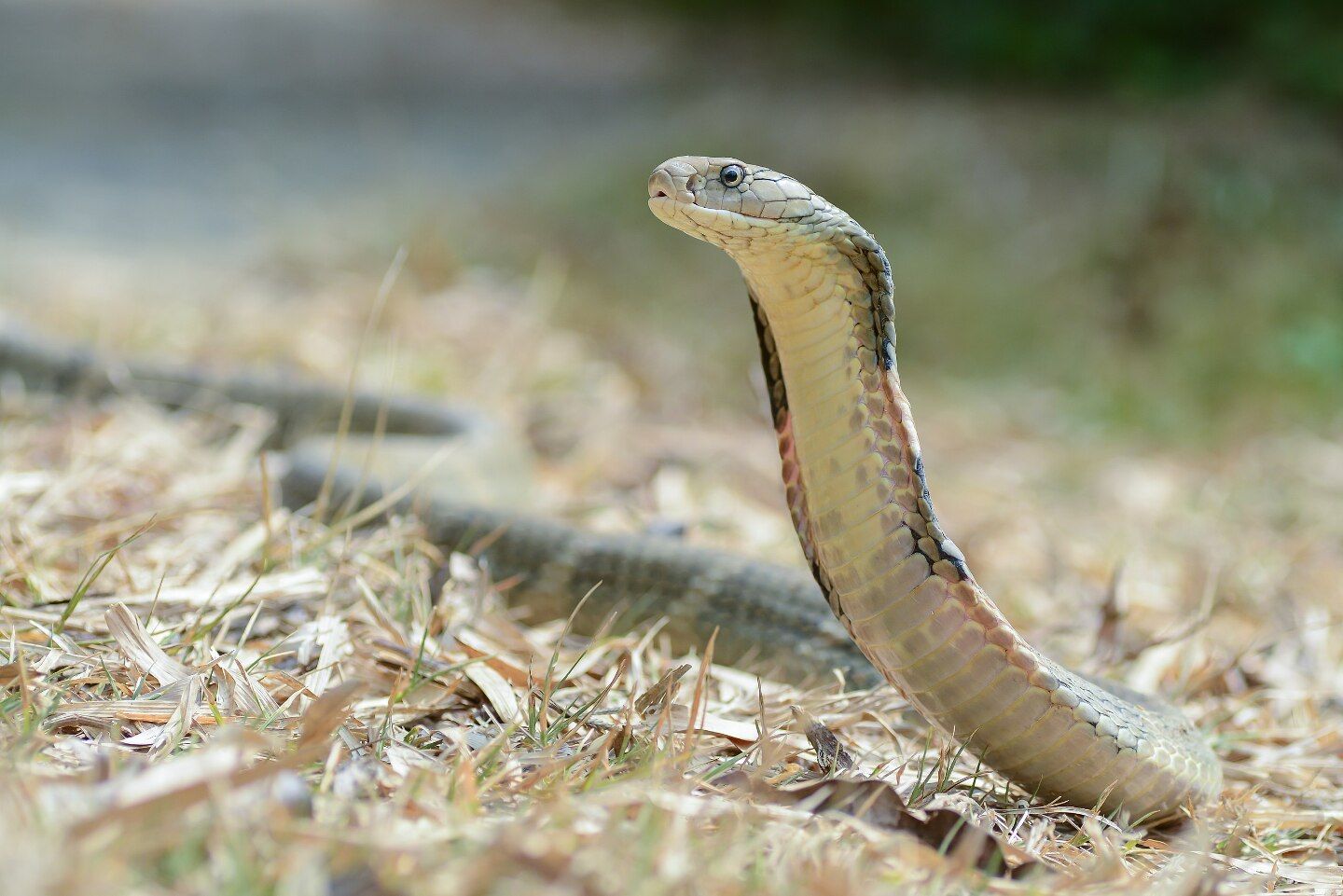 Ophiophagus hannah. Фото: Wikipedia.org