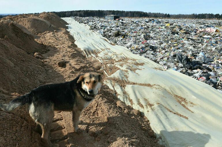 В ходе проверок свалок и полигонов депутаты выявили вопиющие нарушения и обратились в прокуратуру. Иллюстрация: Парламентская газета