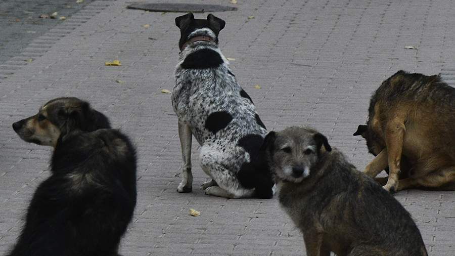 Фото: ИЗВЕСТИЯ/Александр Полегенько