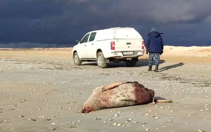 Фото: Жайык-Каспийская межобластная бассейновая инспекция рыбного хозяйства