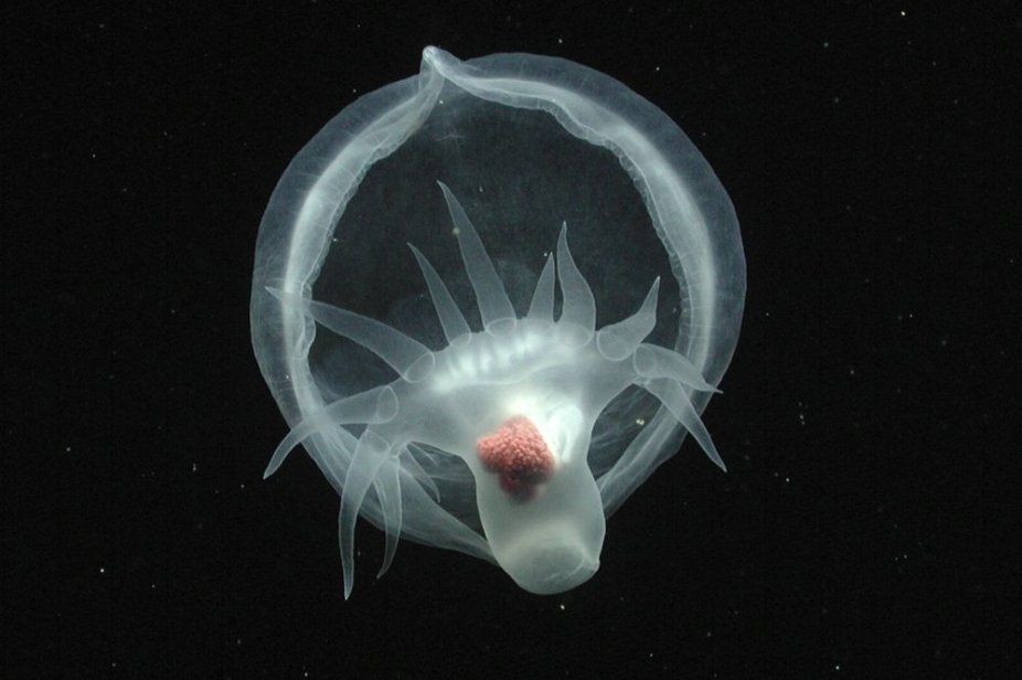 Фото: MBARI via AP