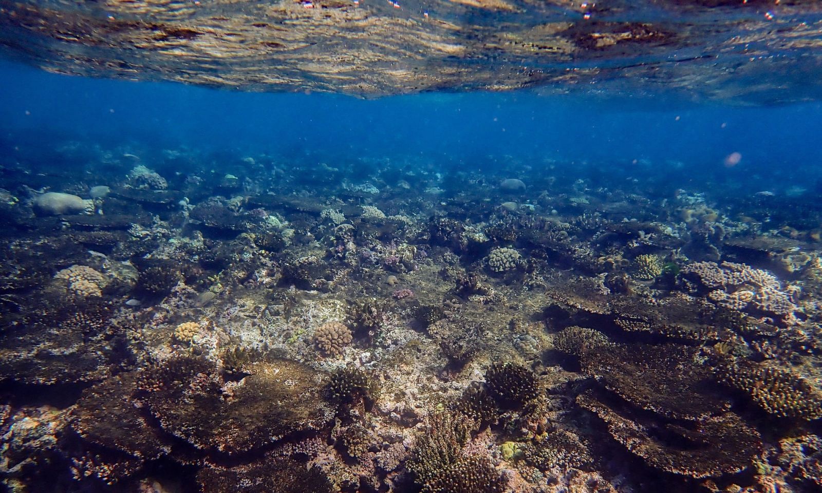 Фото: Australian Institute of Marine Science