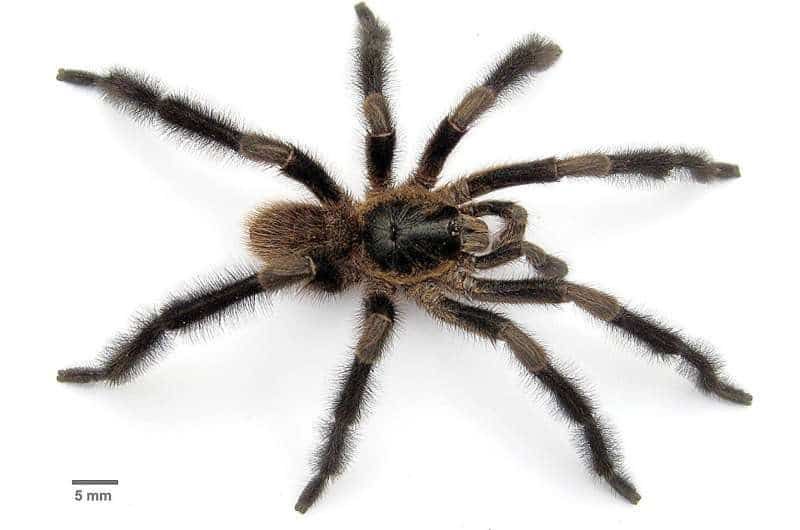 Самец Trichopelma grande. Фото: Journal of Natural History / David Ortiz