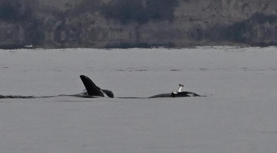 Южная резидентная косатка (Orcinus orca) по имени Ежевика с кетой (Oncorhynchus keta) на голове. Фото: Jim Pasola / Orca Nerwork