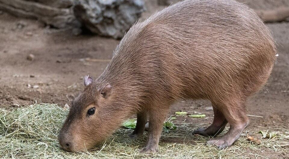 Капибара (Hydrochoerus hydrochaeris). Эти грызуны поедают собственные экскременты, чтобы повысить эффективность пищеварения. Фото: Eric Kilby / Flickr / CC BY-SA 2.0