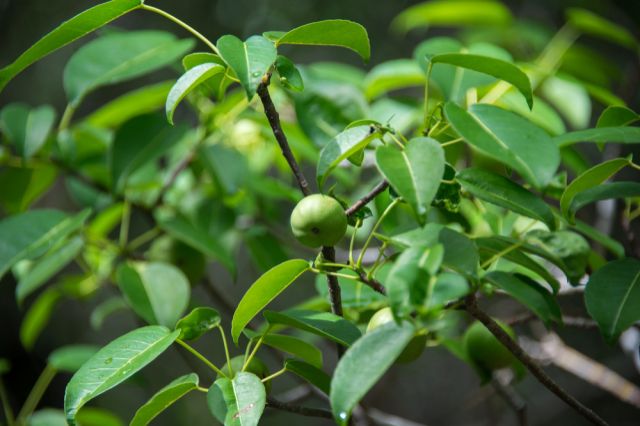 Фото: Shutterstock/FOTODOM